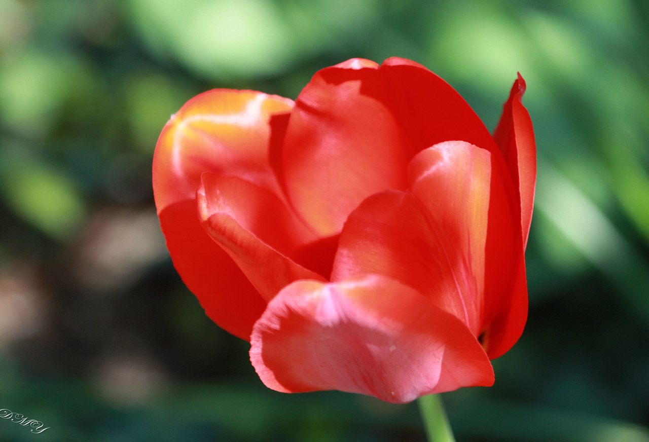 red tulip flower free photo