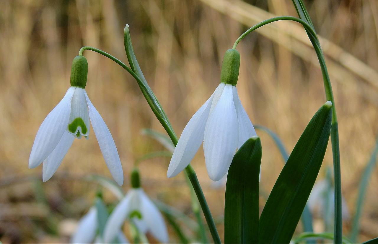 sector  snowdrop  flowers free photo