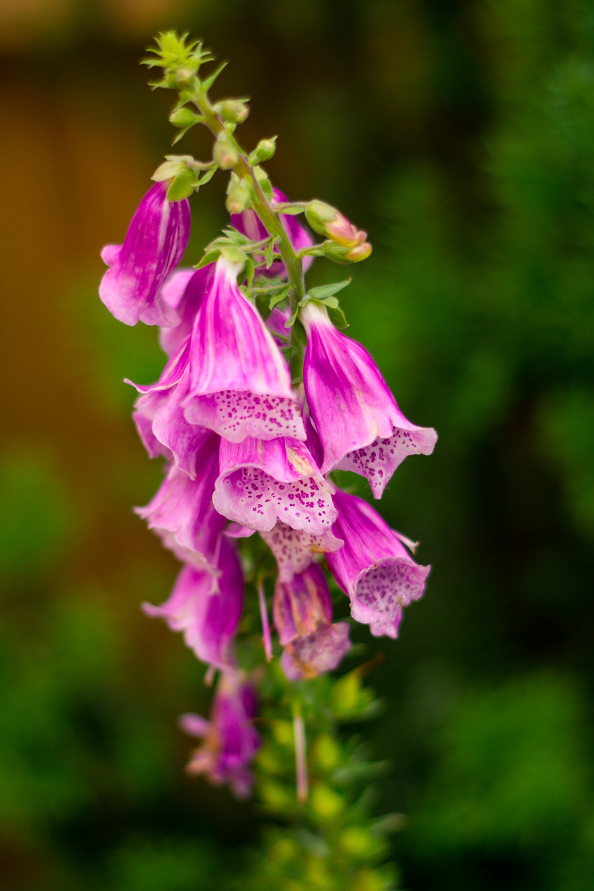 sedative vineyards flower pink flower free photo