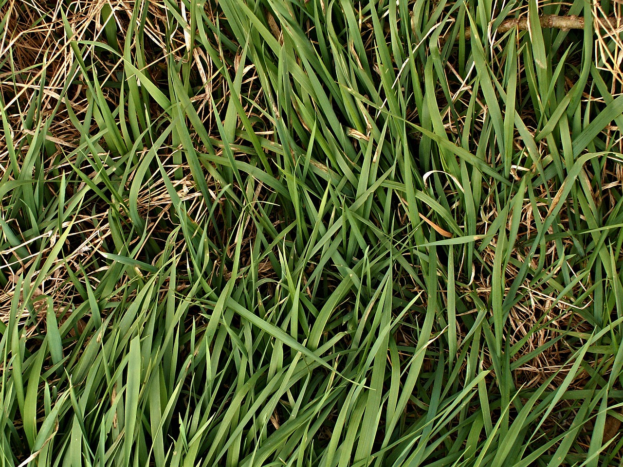 sedge grass dry grass free photo