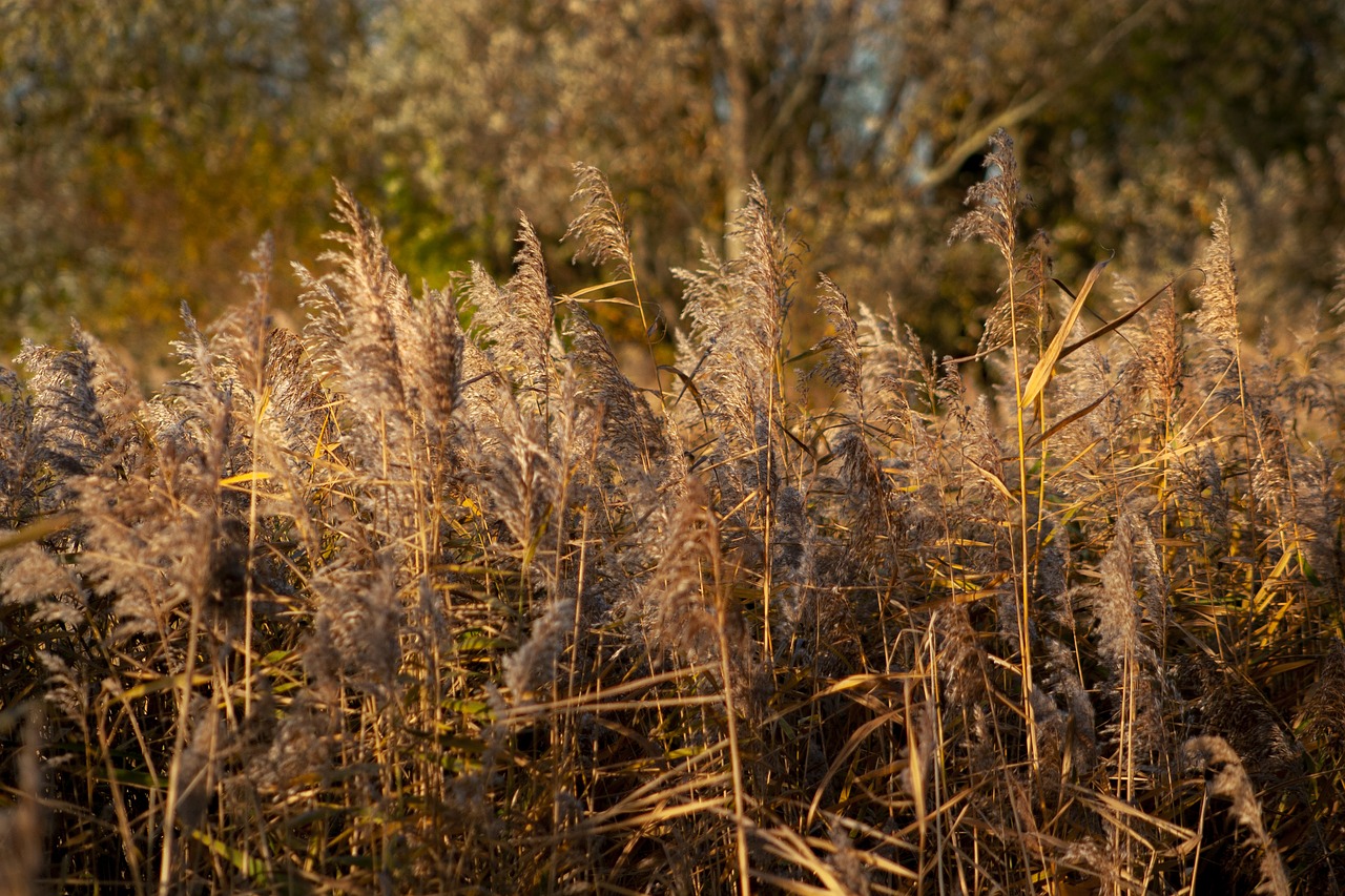 sedge  reed  grasses free photo