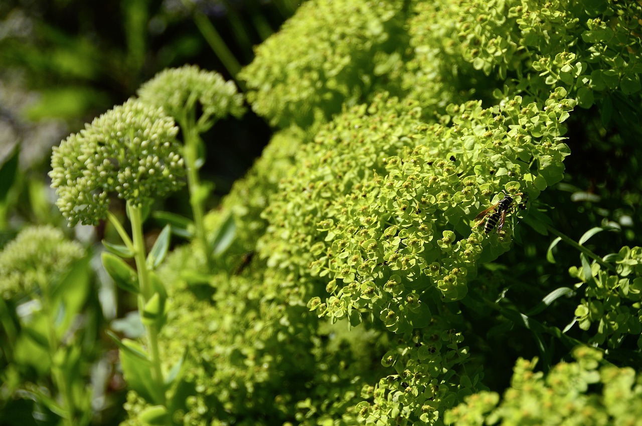 sedum stonecrop plant free photo