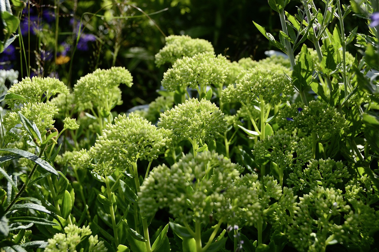 sedum stonecrop plant free photo