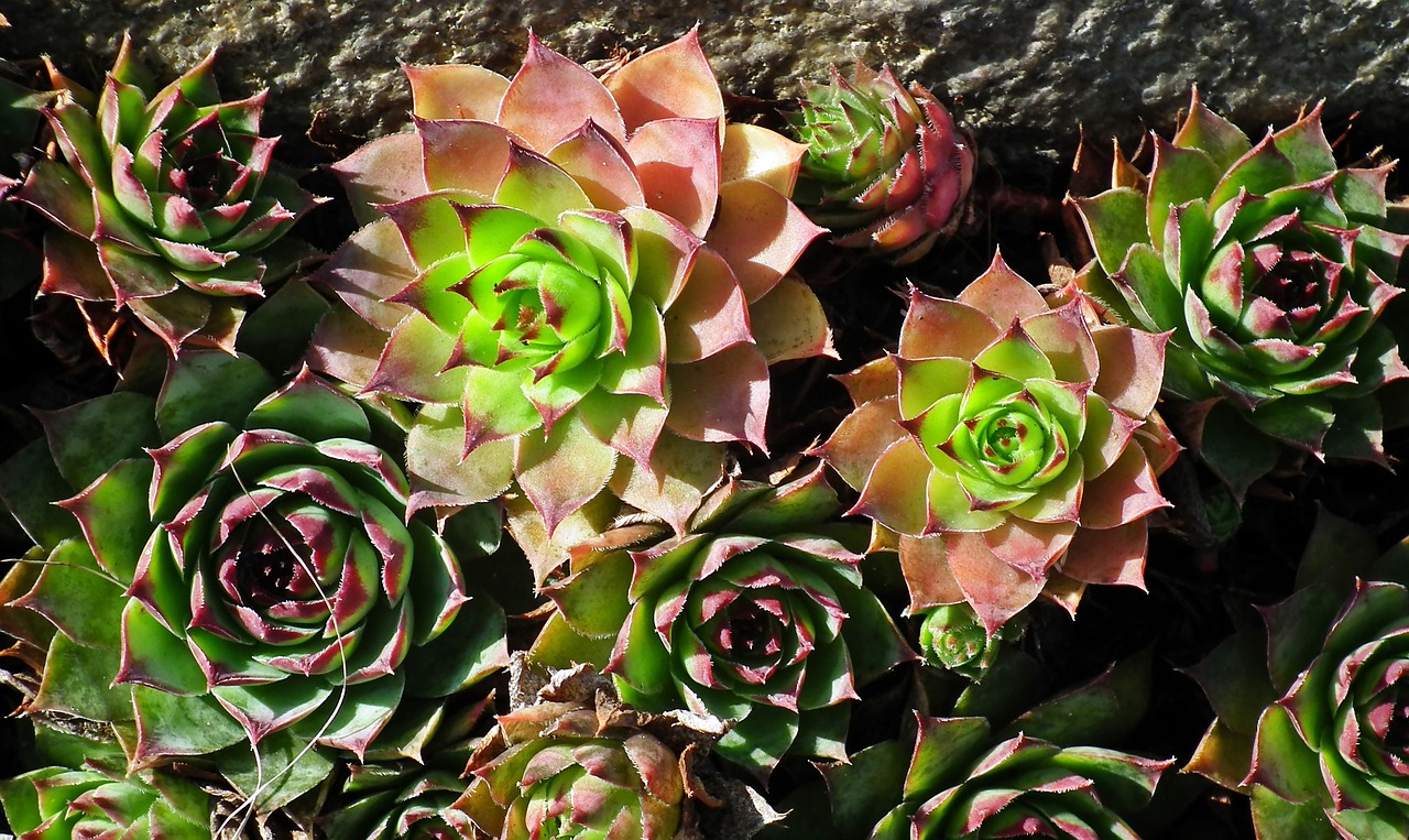 sedum  plant  garden free photo