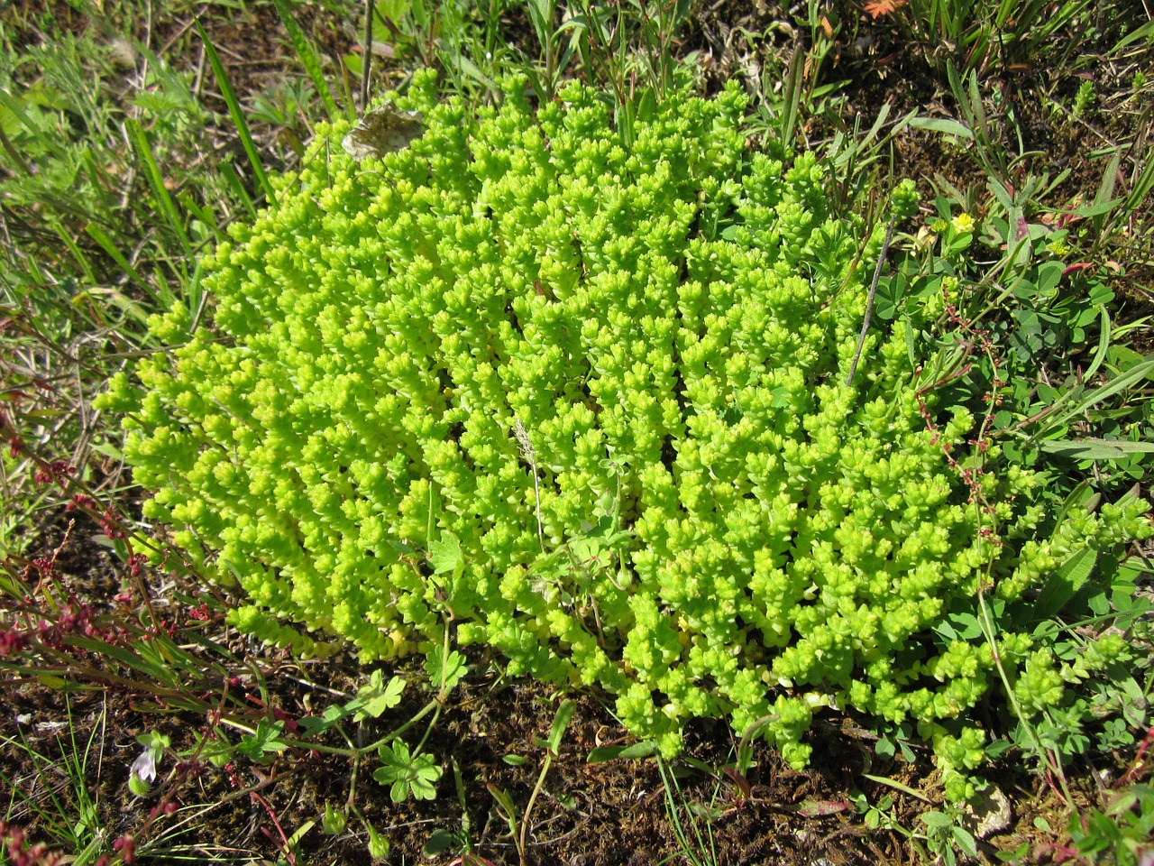 sedum acre goldmoss stonecrop mossy stonecrop free photo