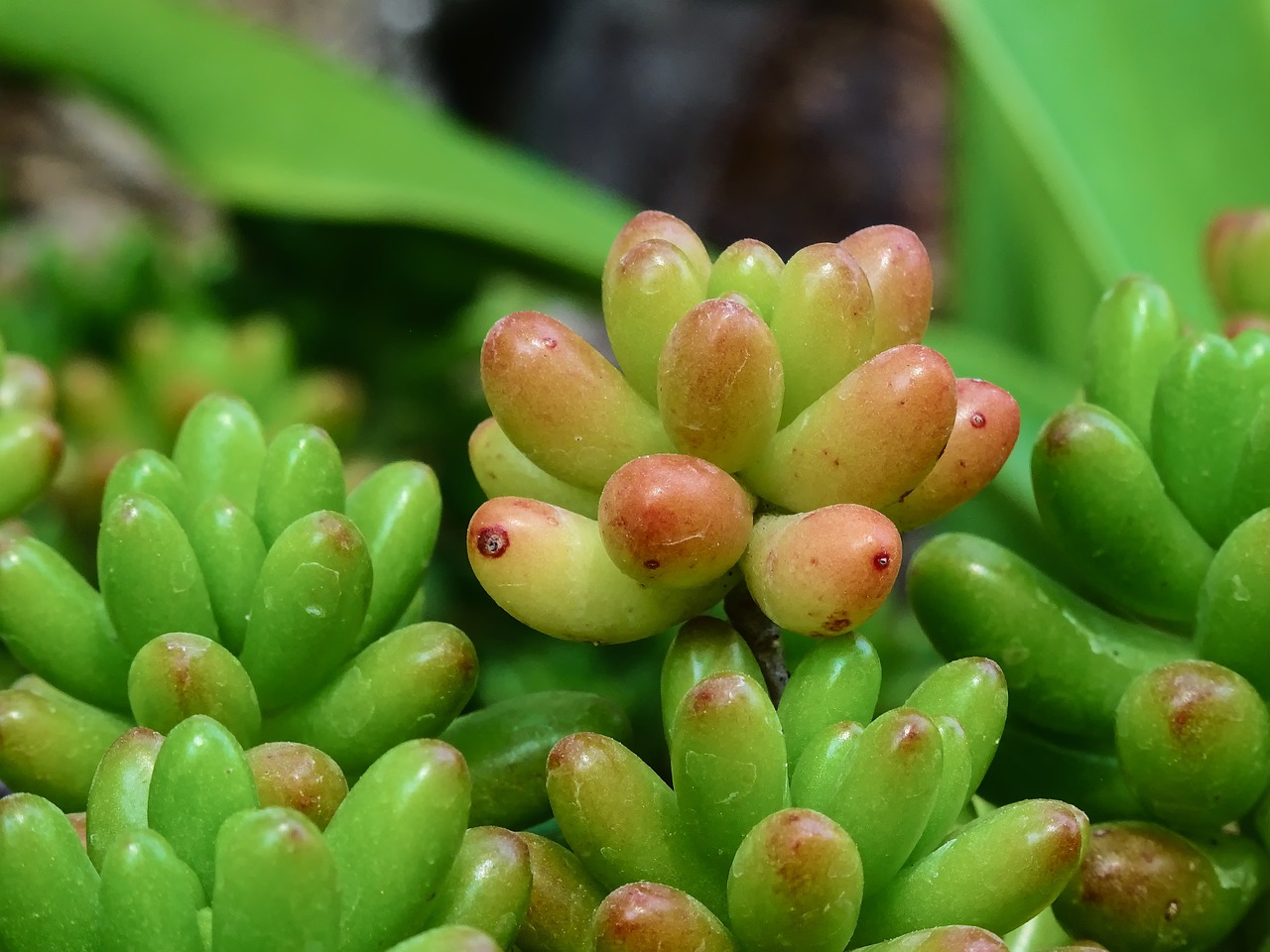 sedum rubrotinctum sedum plant free photo