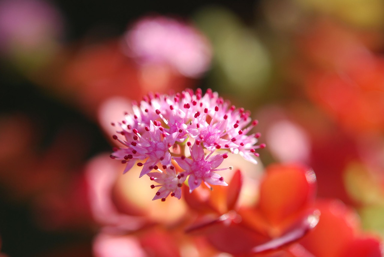 sedum sieboldii blossom bloom free photo