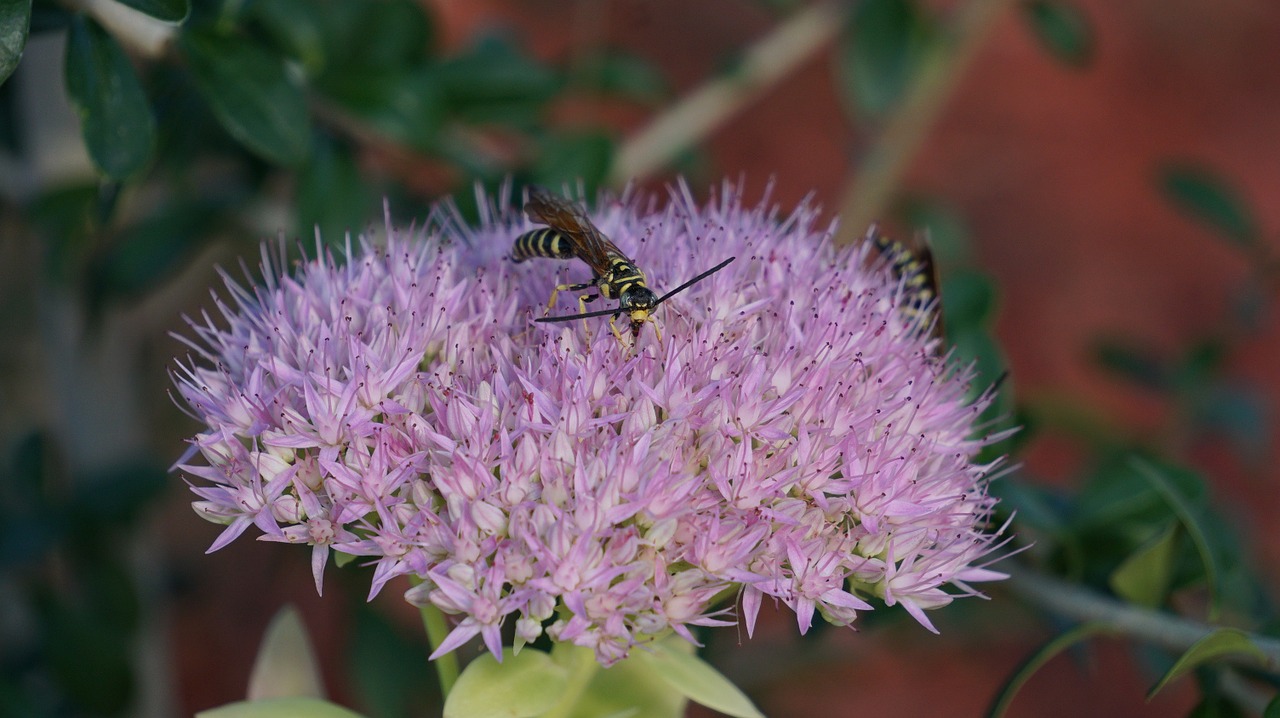 sedum spectabile insects bee free photo