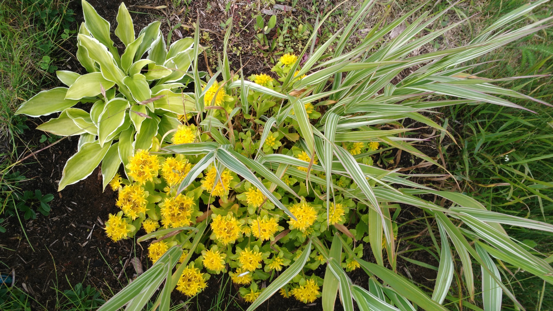 flowers sedum yellow free photo