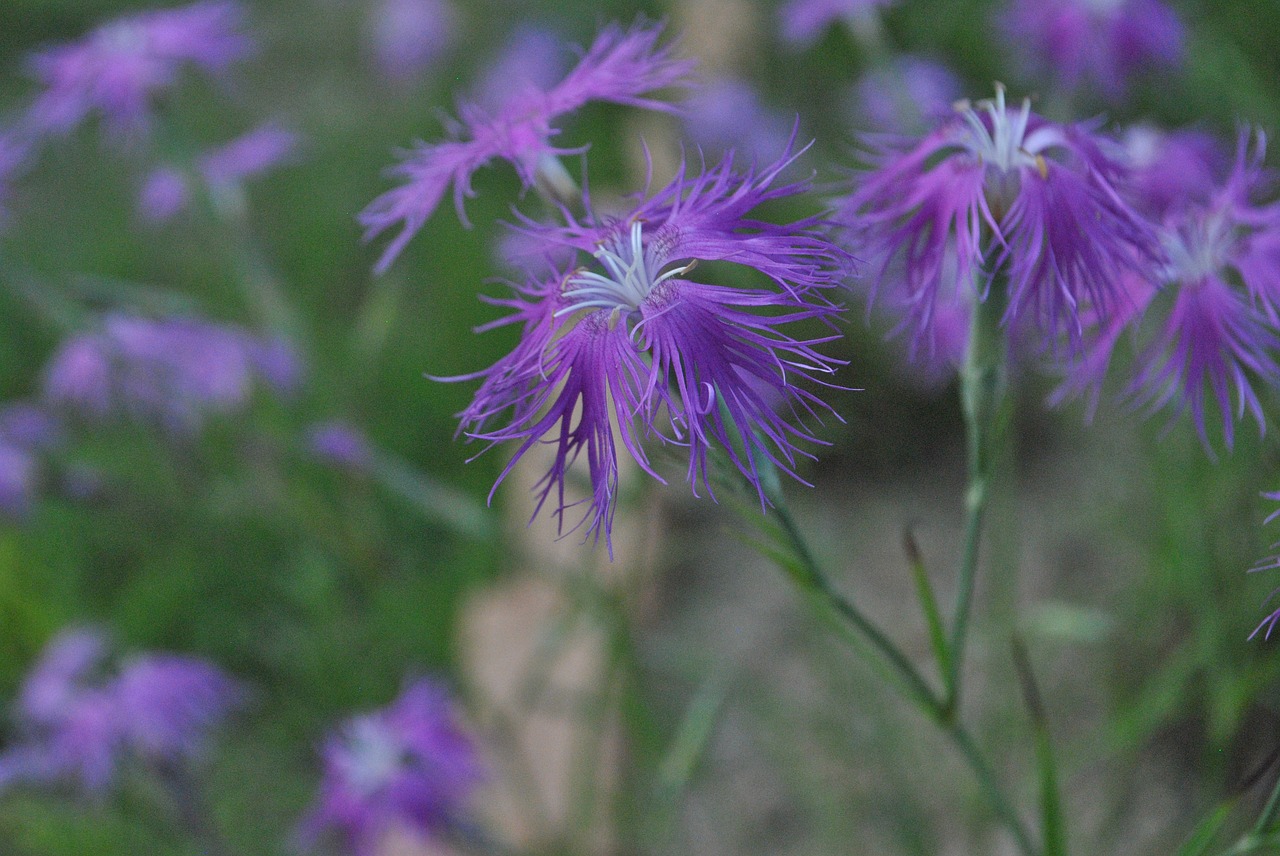 see flowers  purple  nature free photo