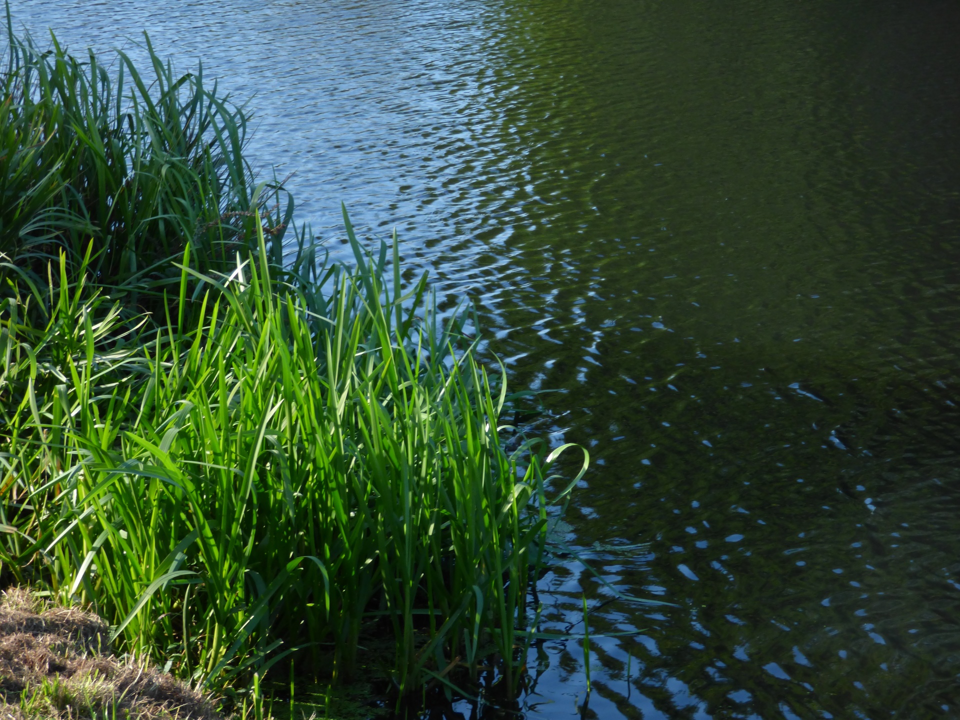 lake water outdoor free photo