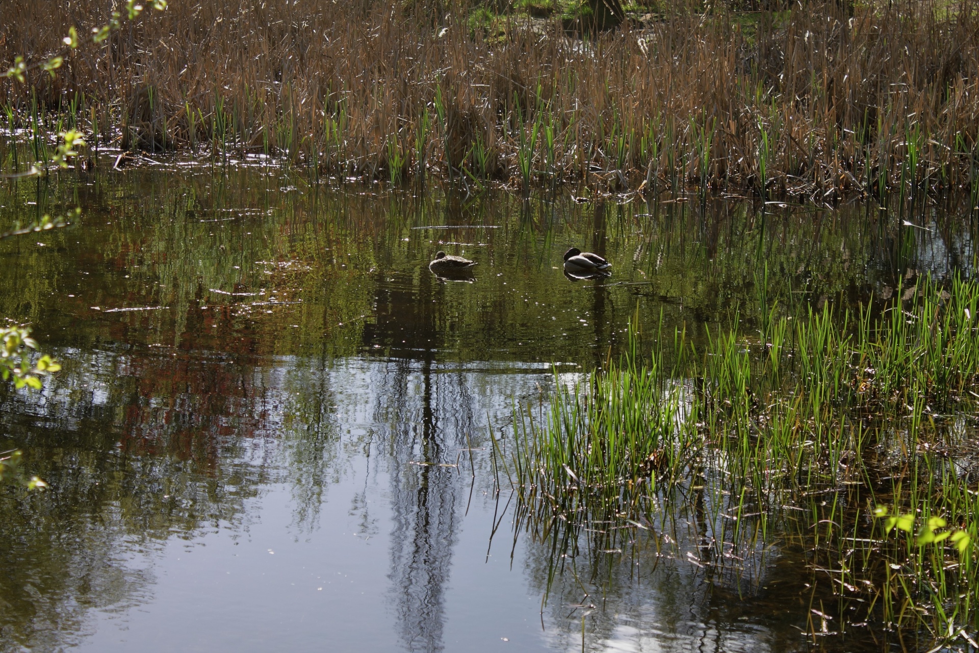 lake water outdoor free photo