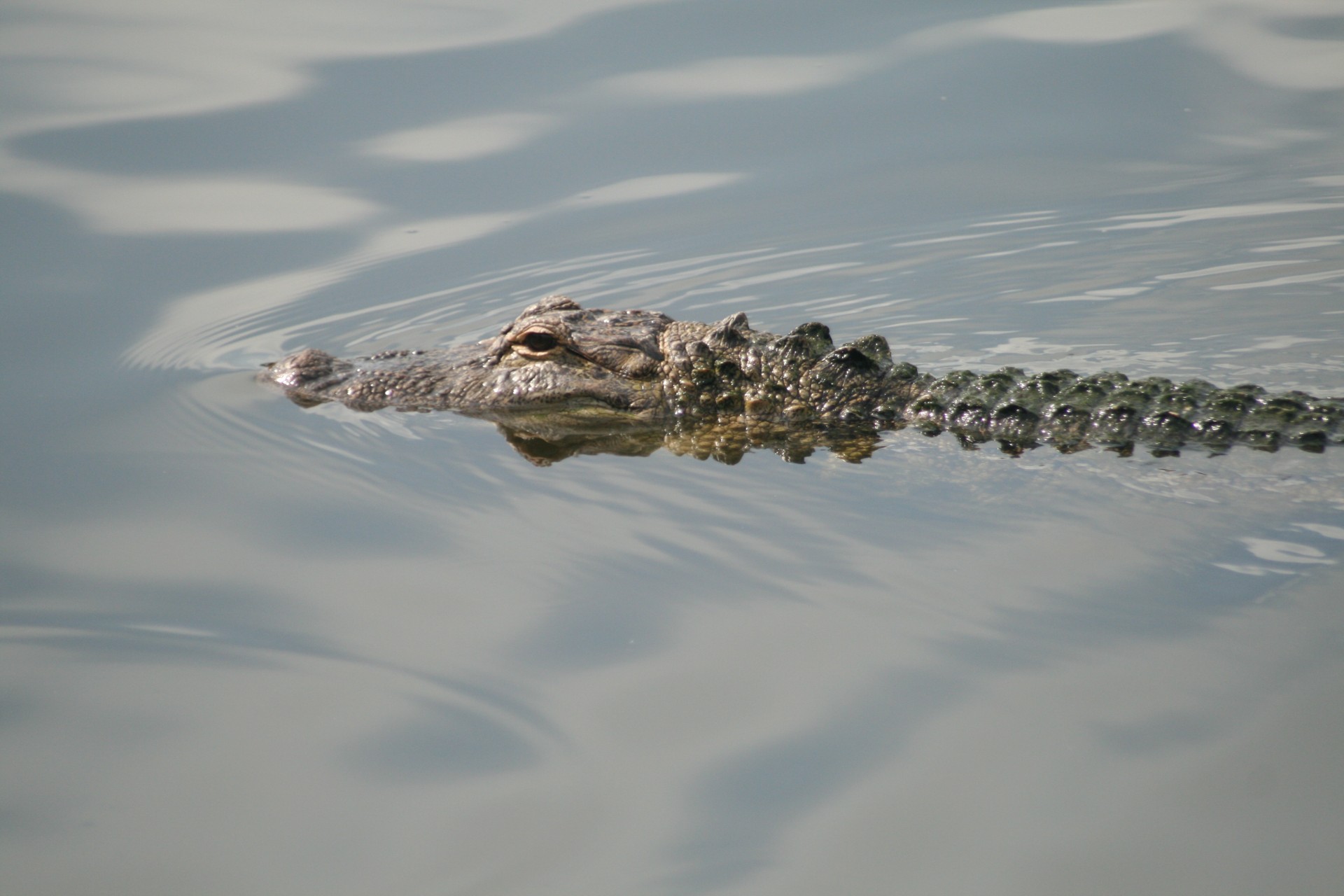 alligator gator florida free photo