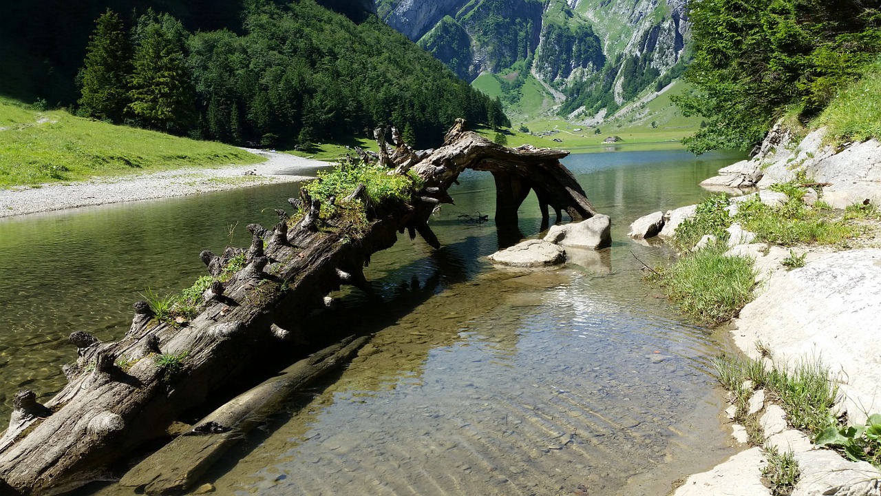 seealpsee root switzerland free photo