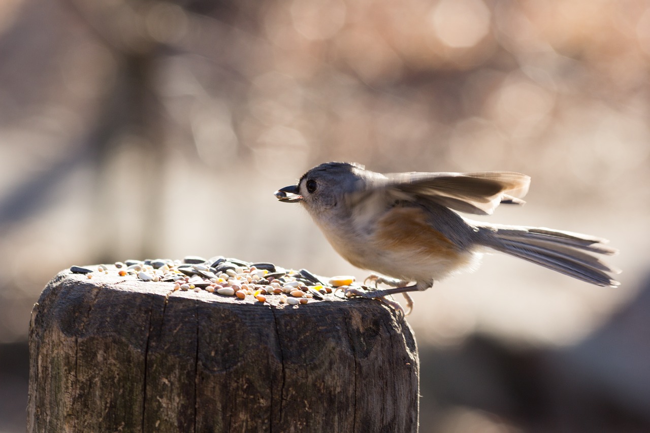 seed animal feed wings free photo