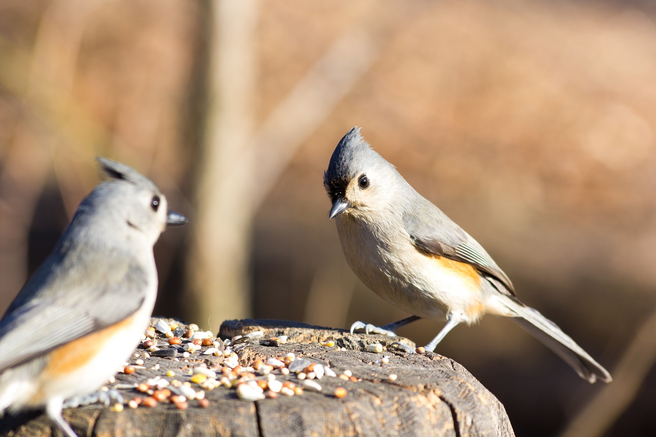 seed animal feed wings free photo