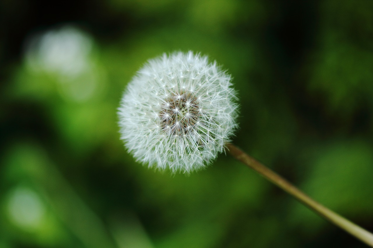 seed garden plant free photo