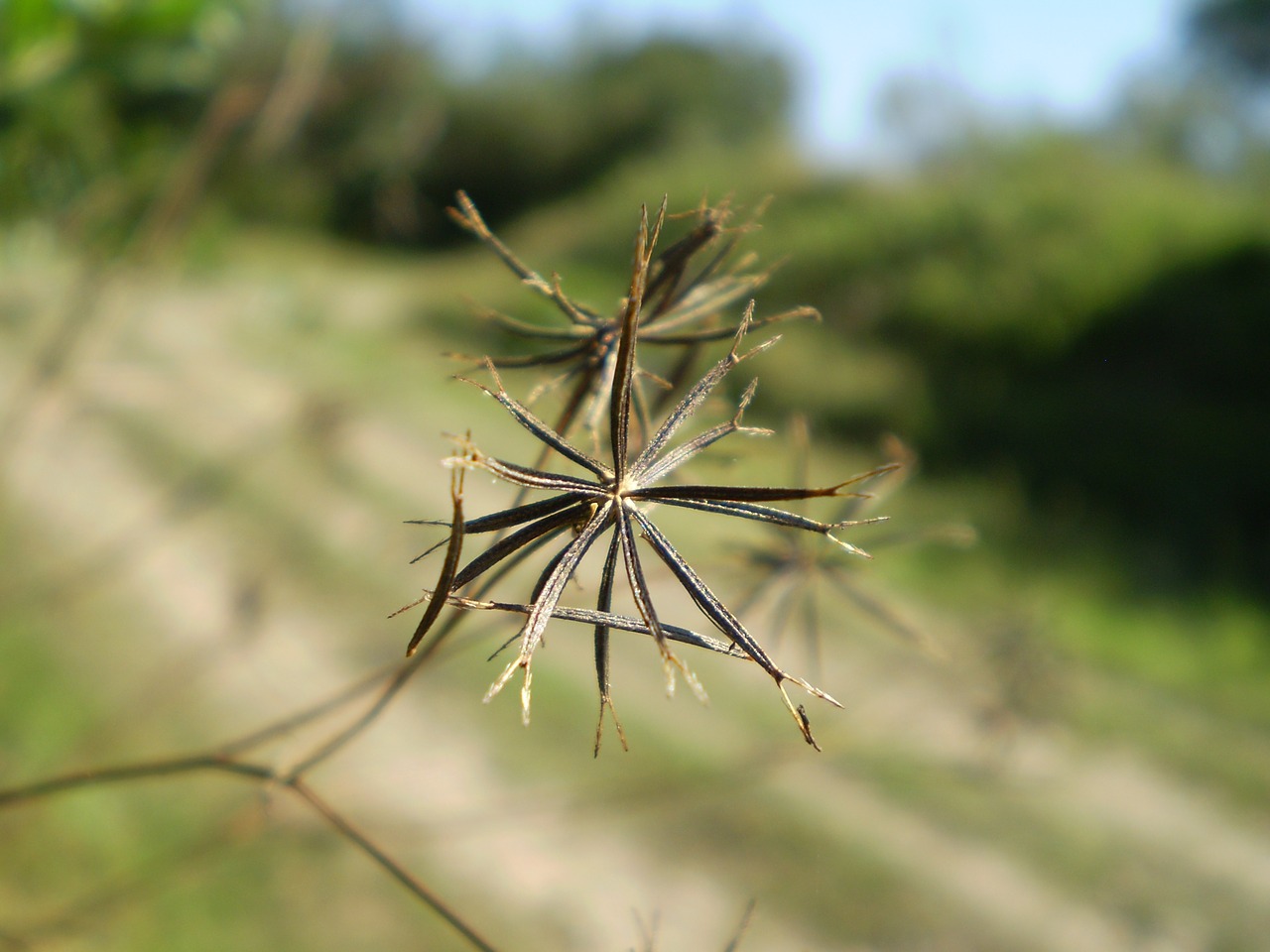 seed tribulus dry free photo