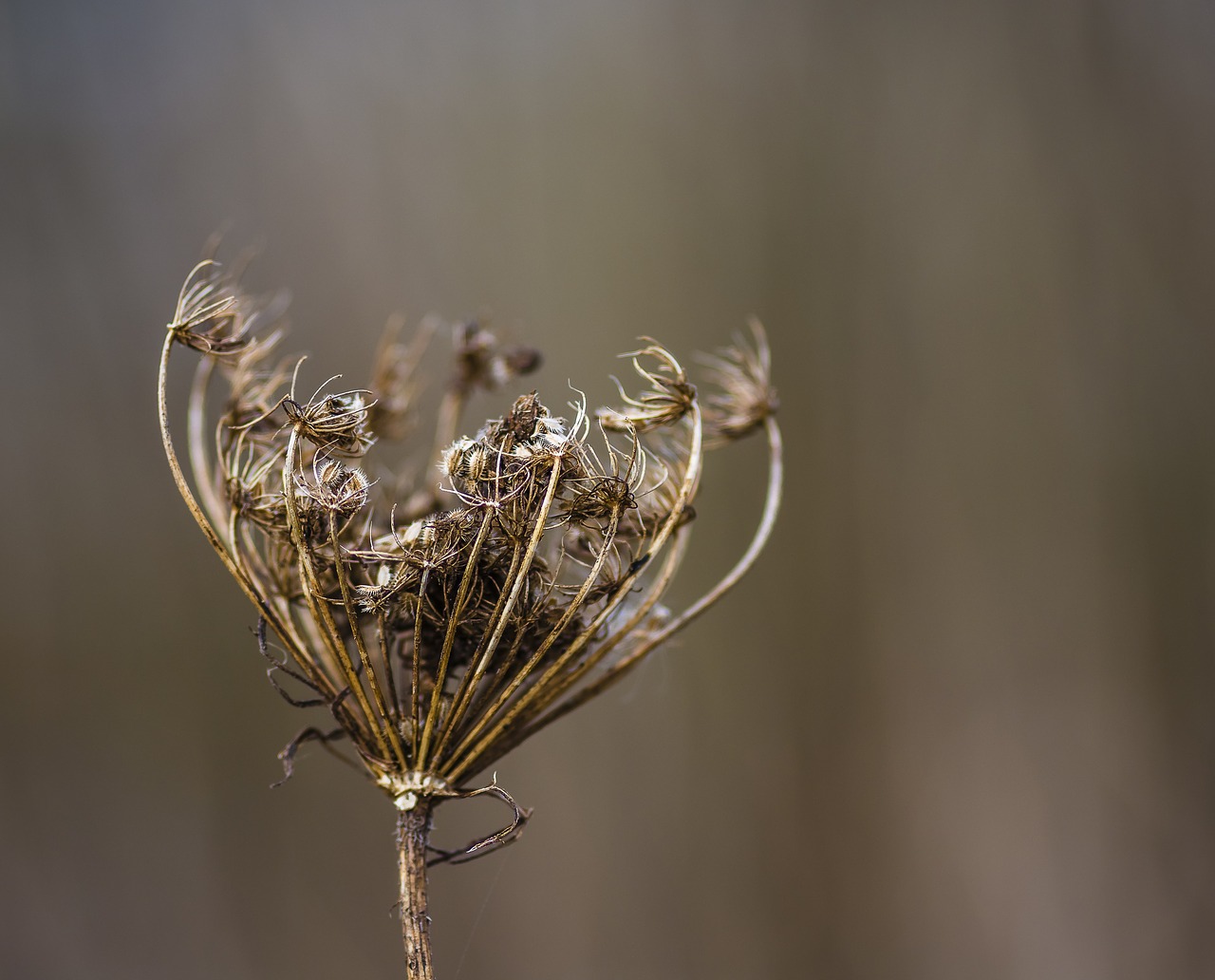 seed flower plant free photo