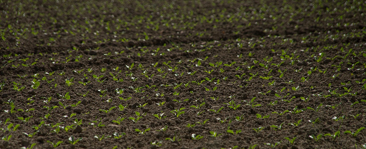 seed harvest bed free photo