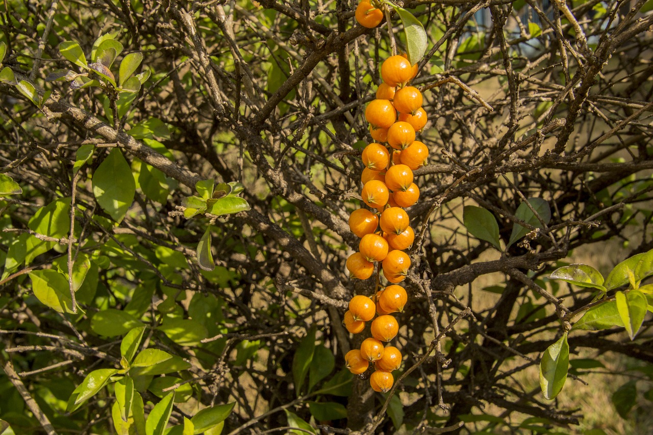 seed  garden  gardening free photo