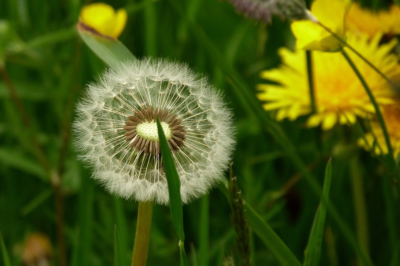 seed  head  dandelion free photo