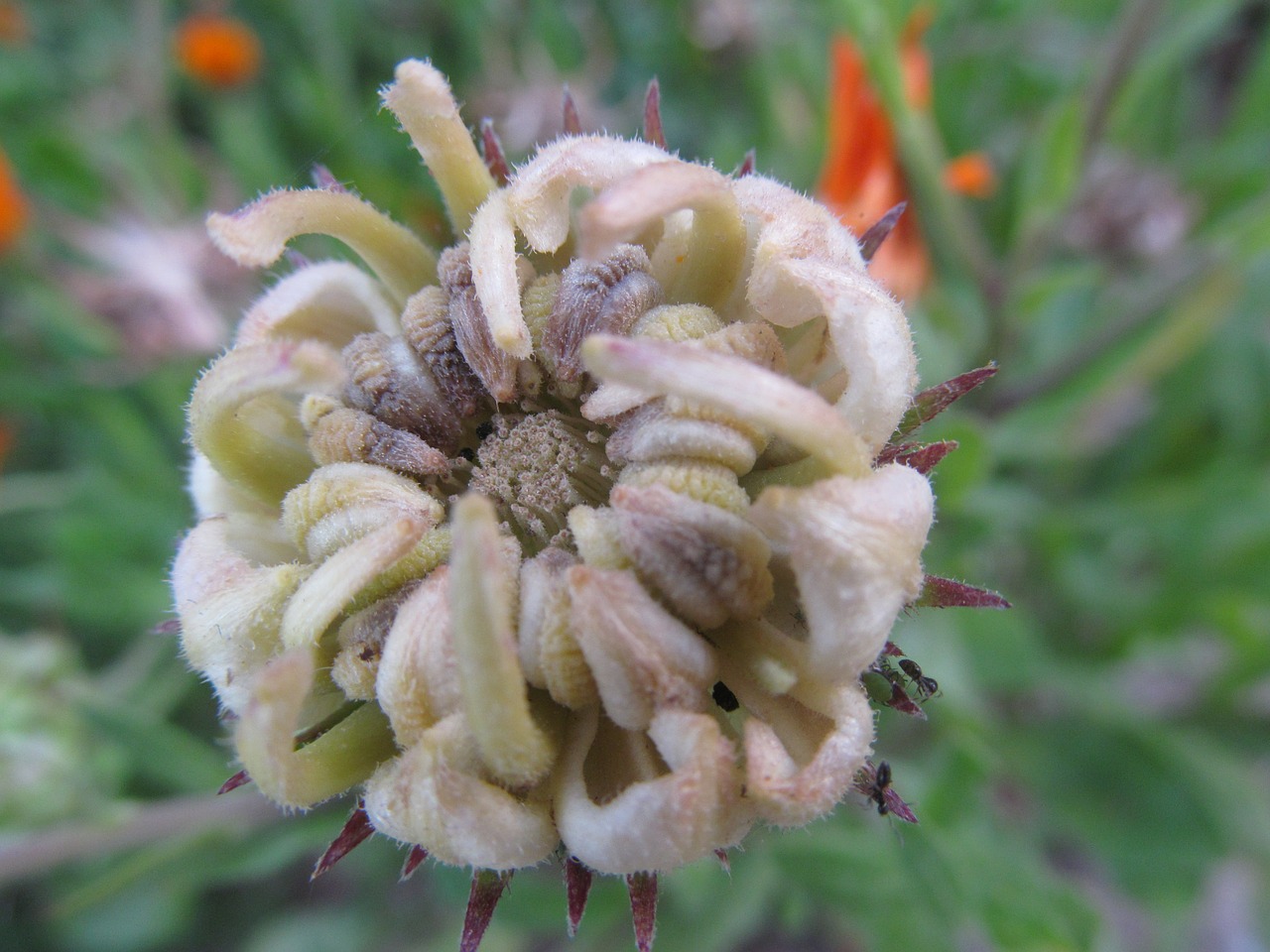 seed plant flower free photo