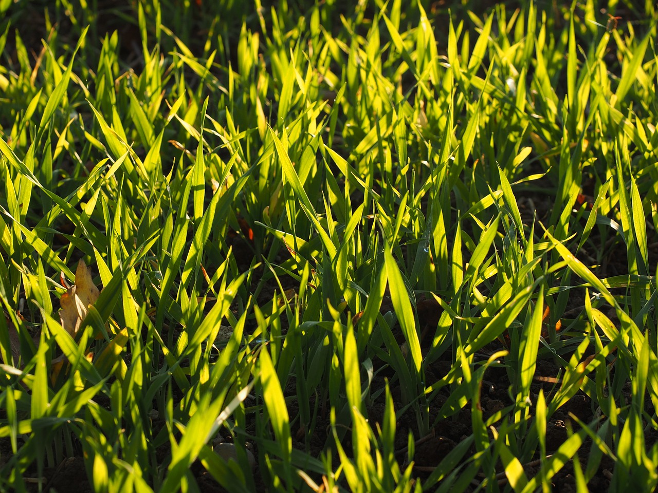 seed field arable free photo