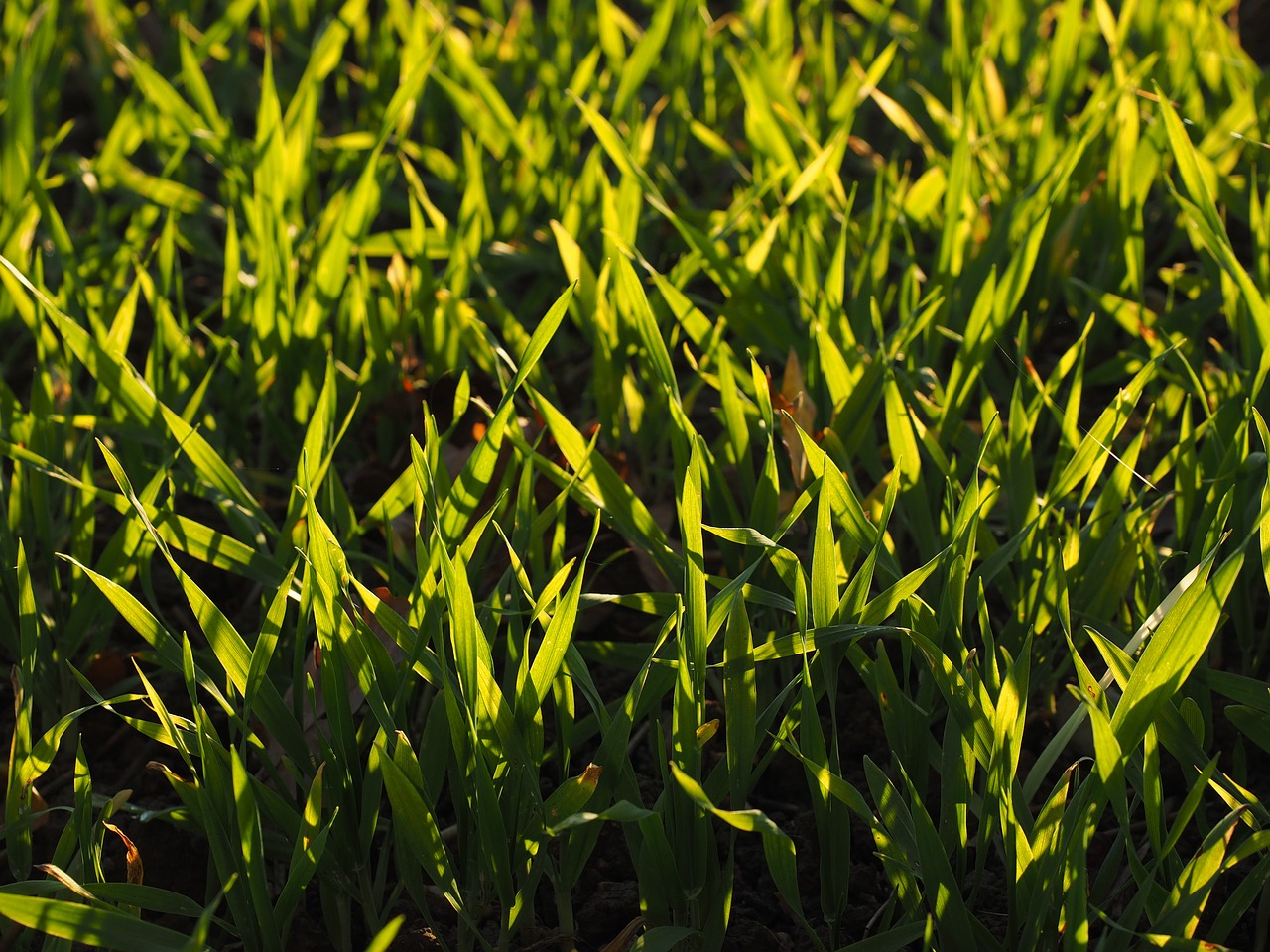 seed field arable free photo