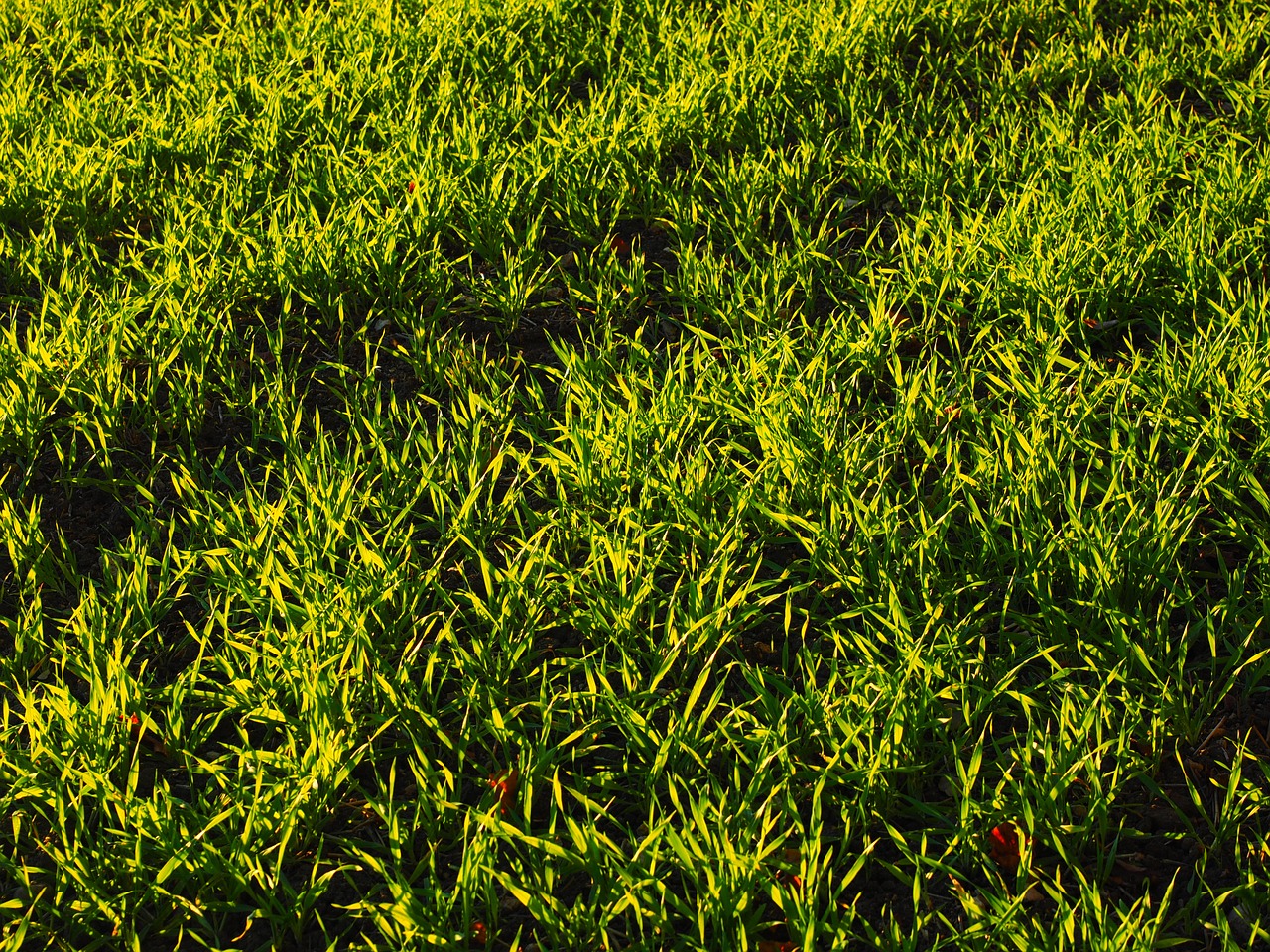 seed field arable free photo