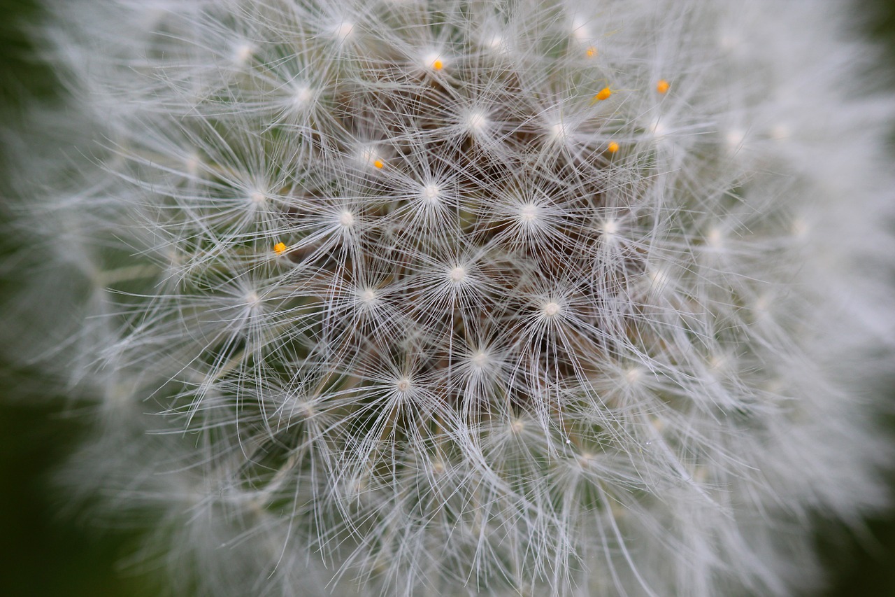 seed flower nature free photo