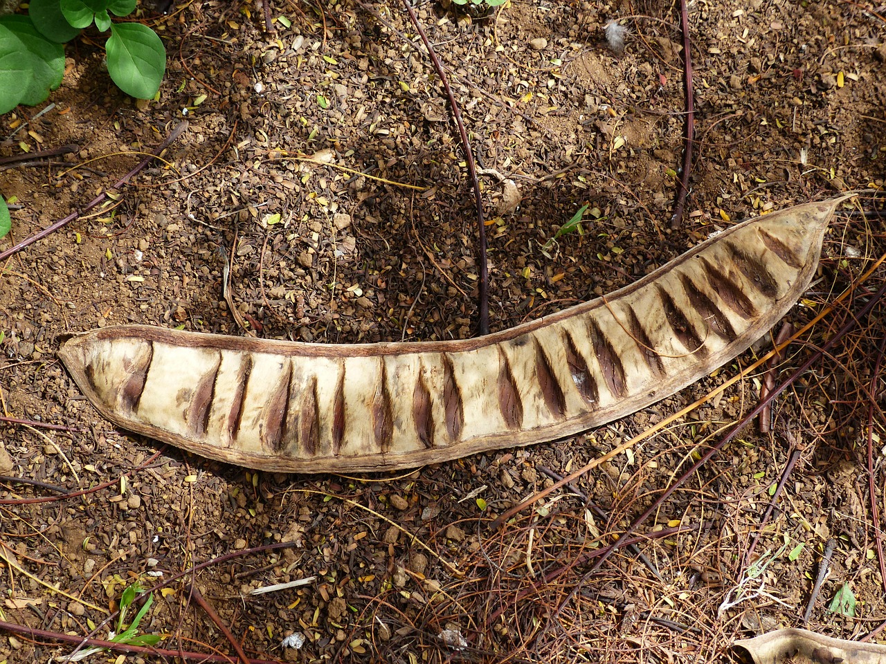 seed chambers pod legume free photo