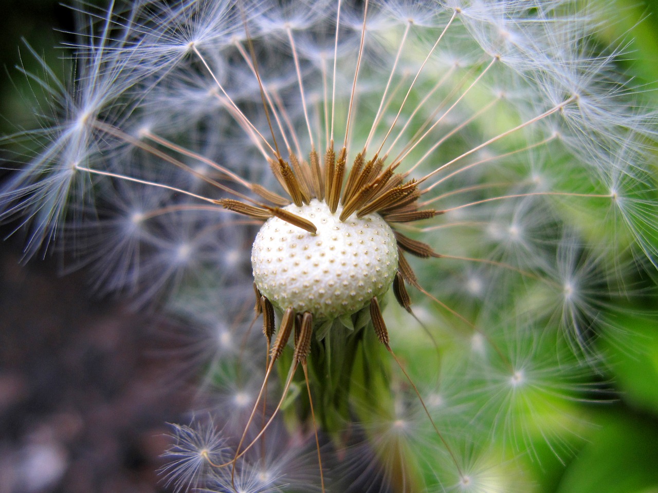 seed head dandelion plant free photo