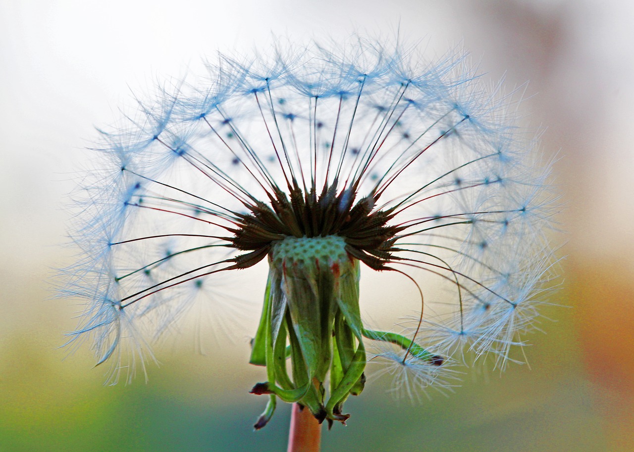 seed head dandelion silhouette free photo