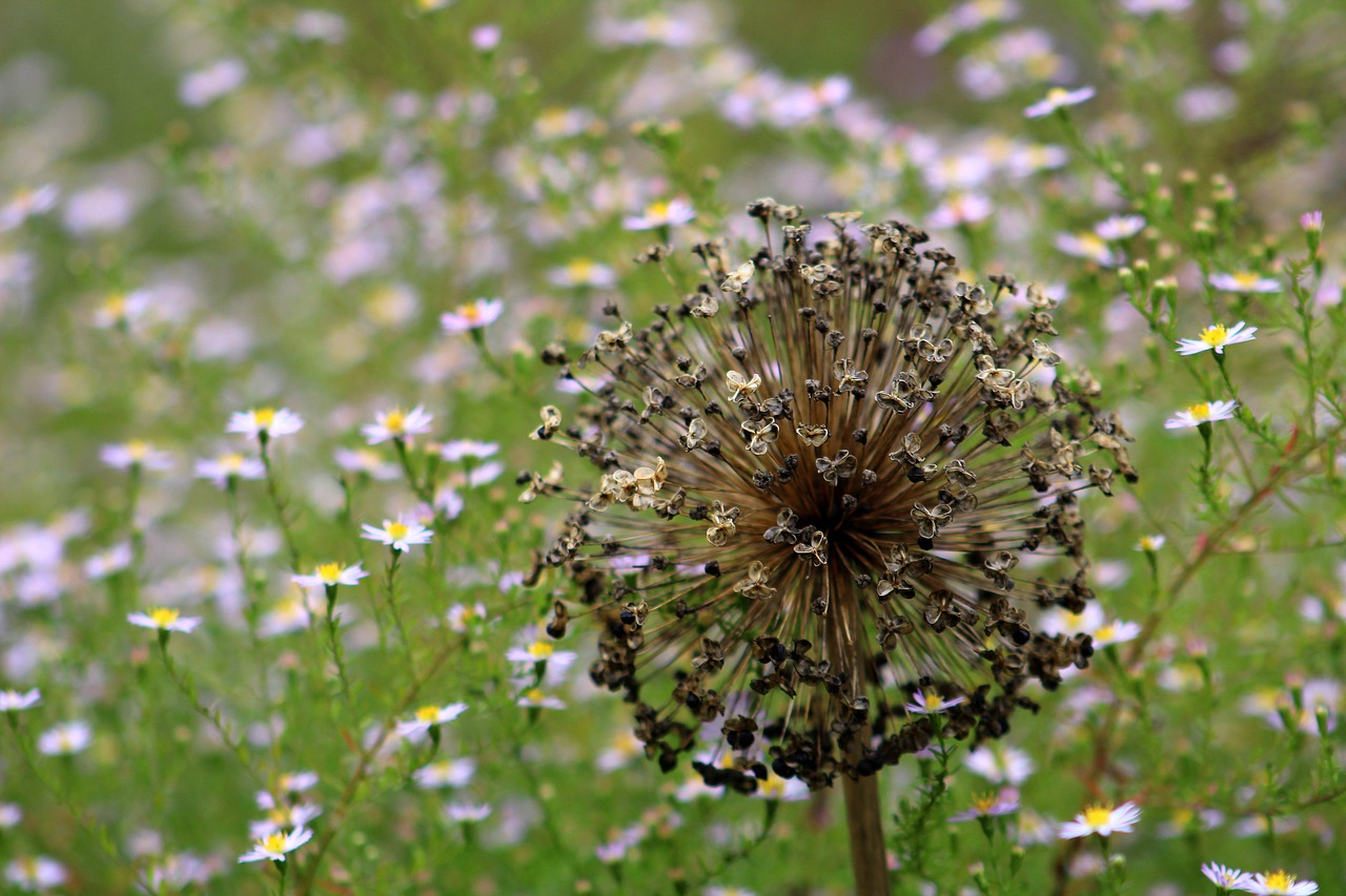 seed head plant garden free photo