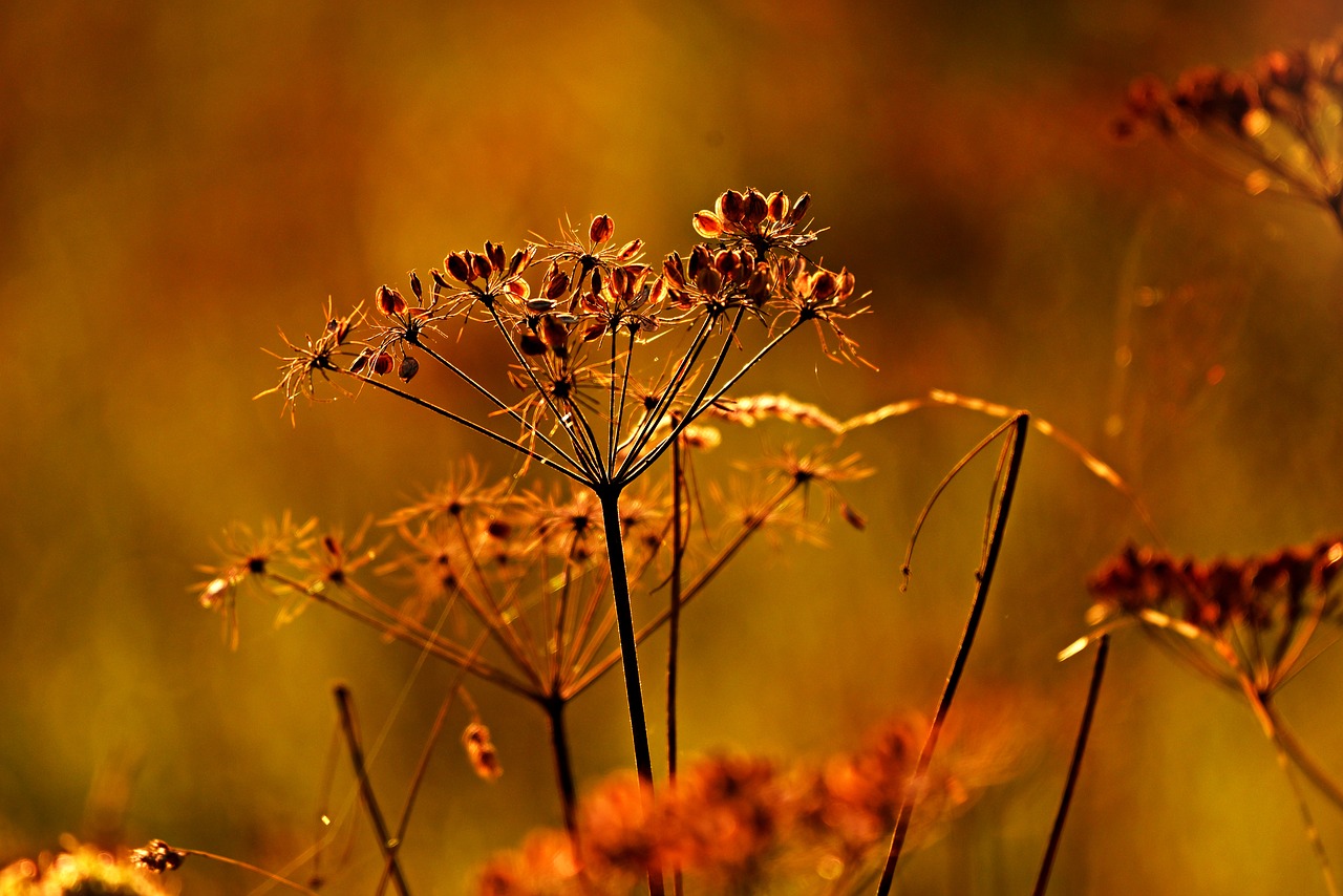 seed head  grass  plant free photo