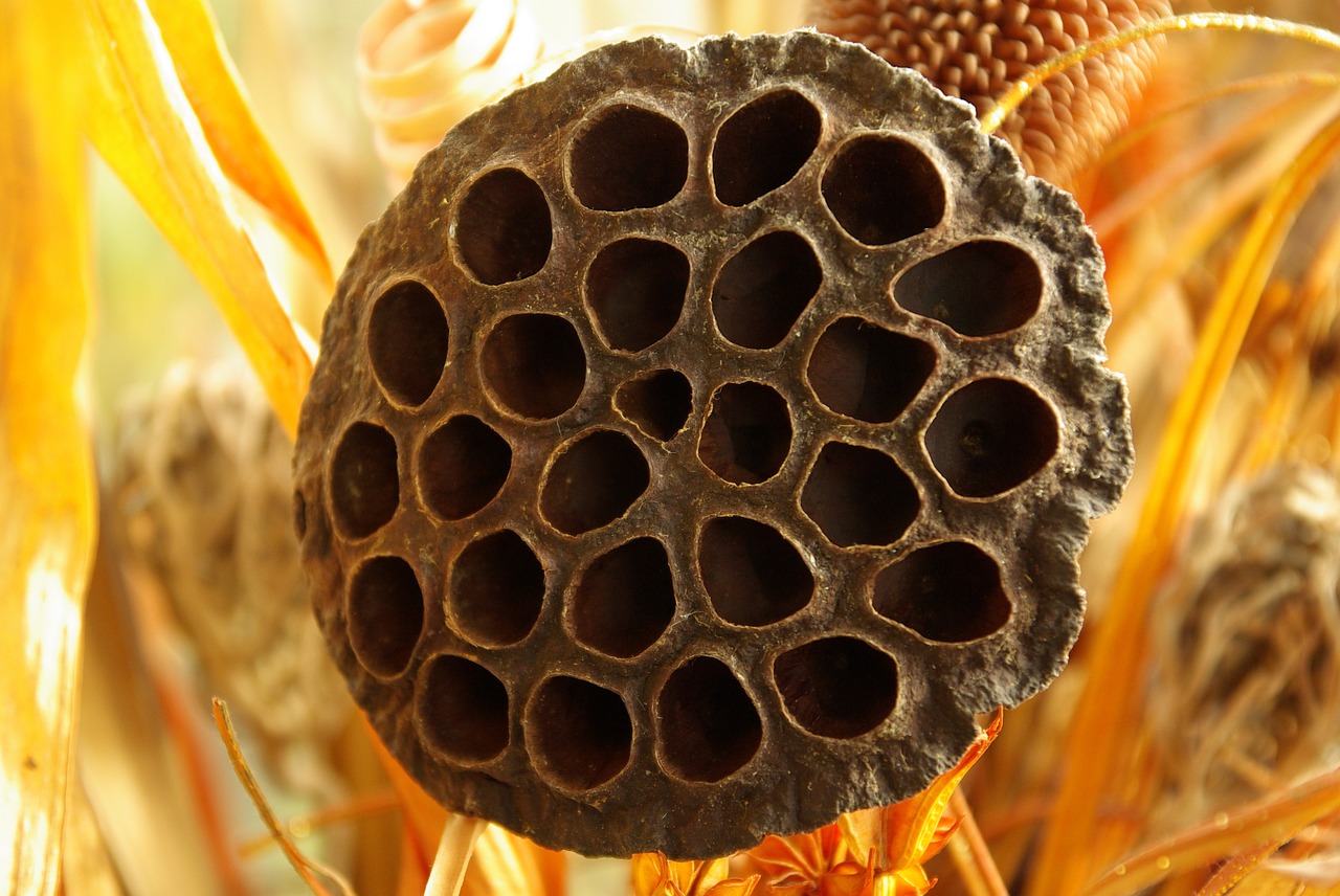 seed head lotus bouquet free photo