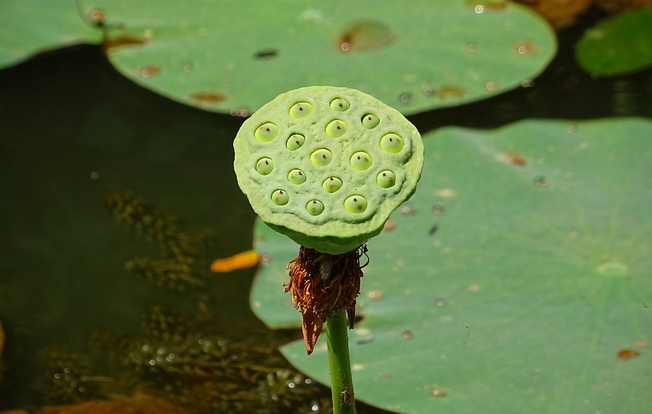 seed pod lotus flower head free photo