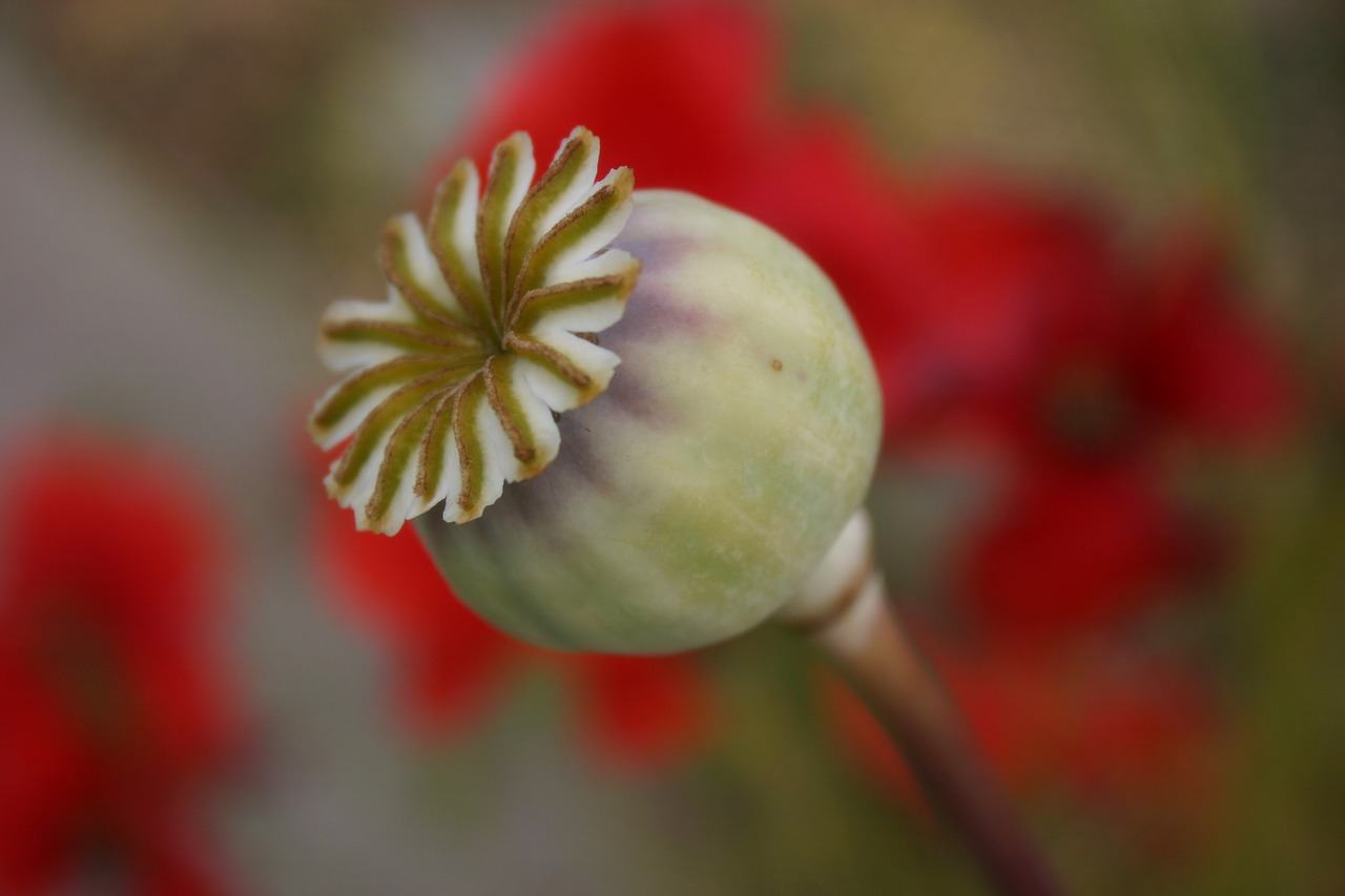 seed pod poppy capsule free photo