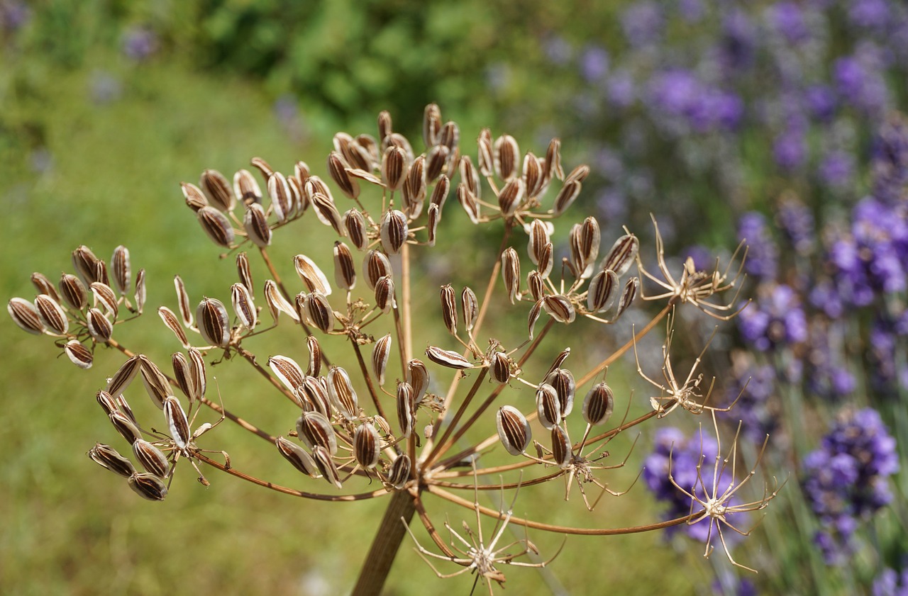 seed pod  flower  plant free photo