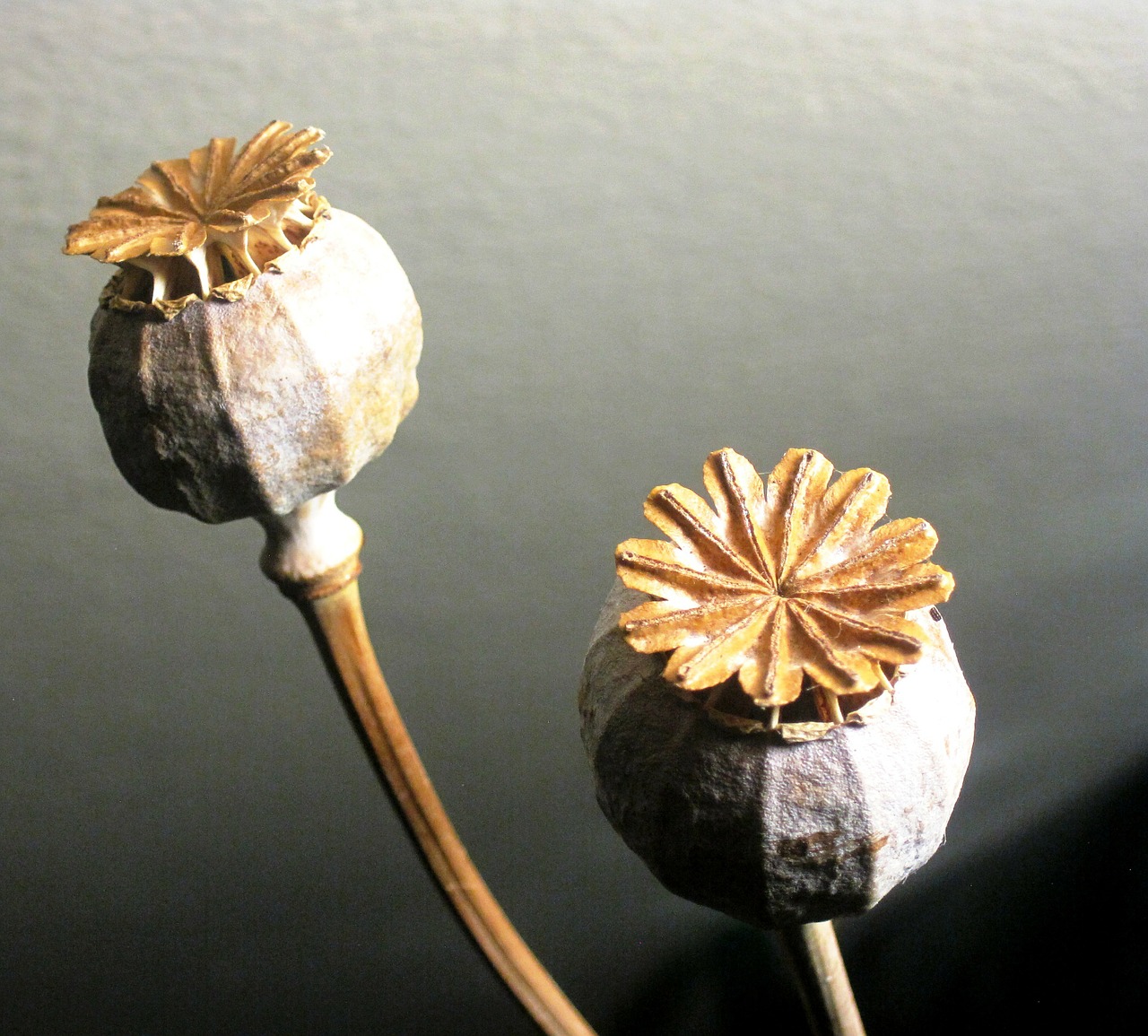 seed pods poppy dried free photo