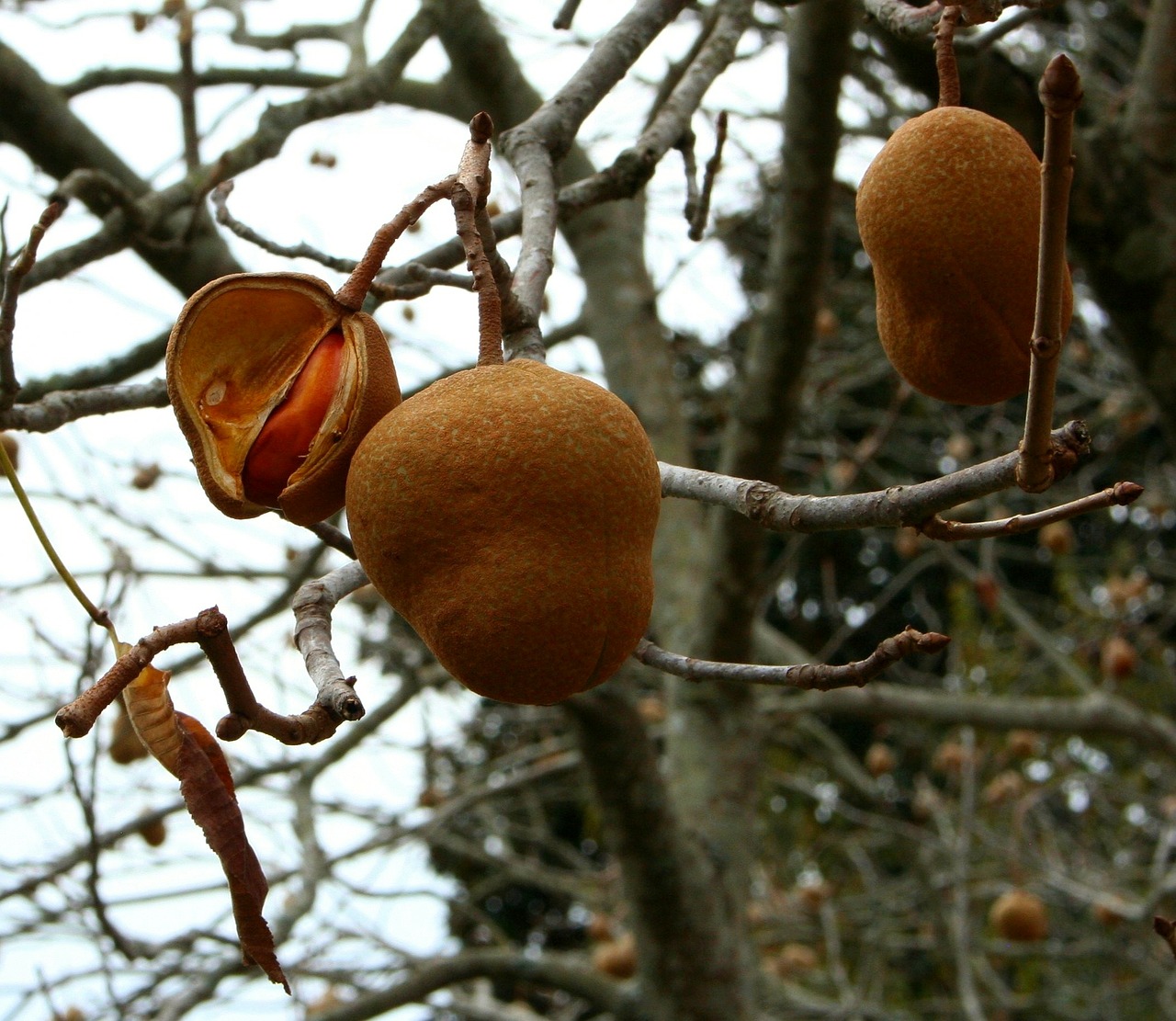 seed pods fruit nut free photo