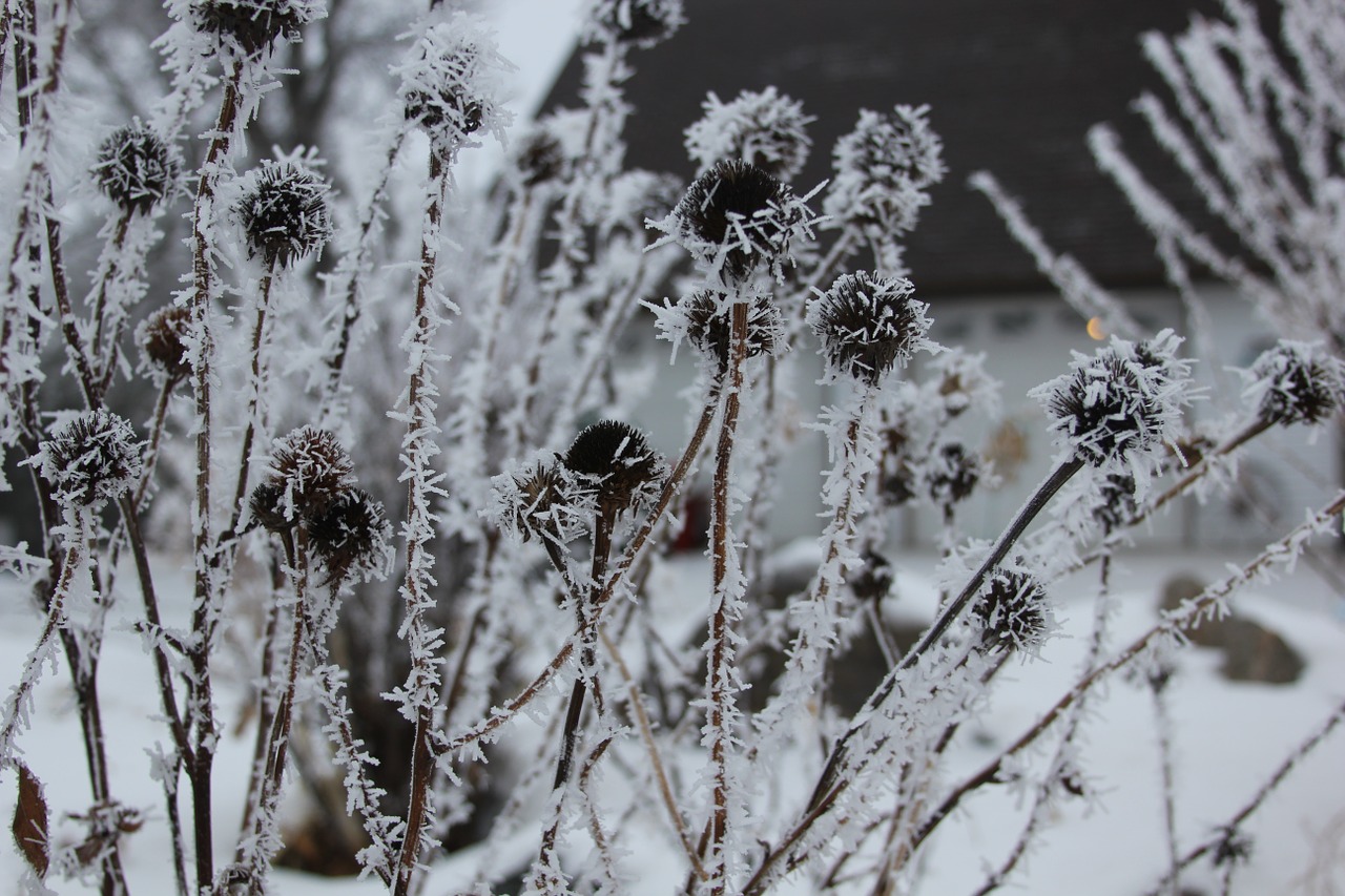 seed pods frost garden free photo