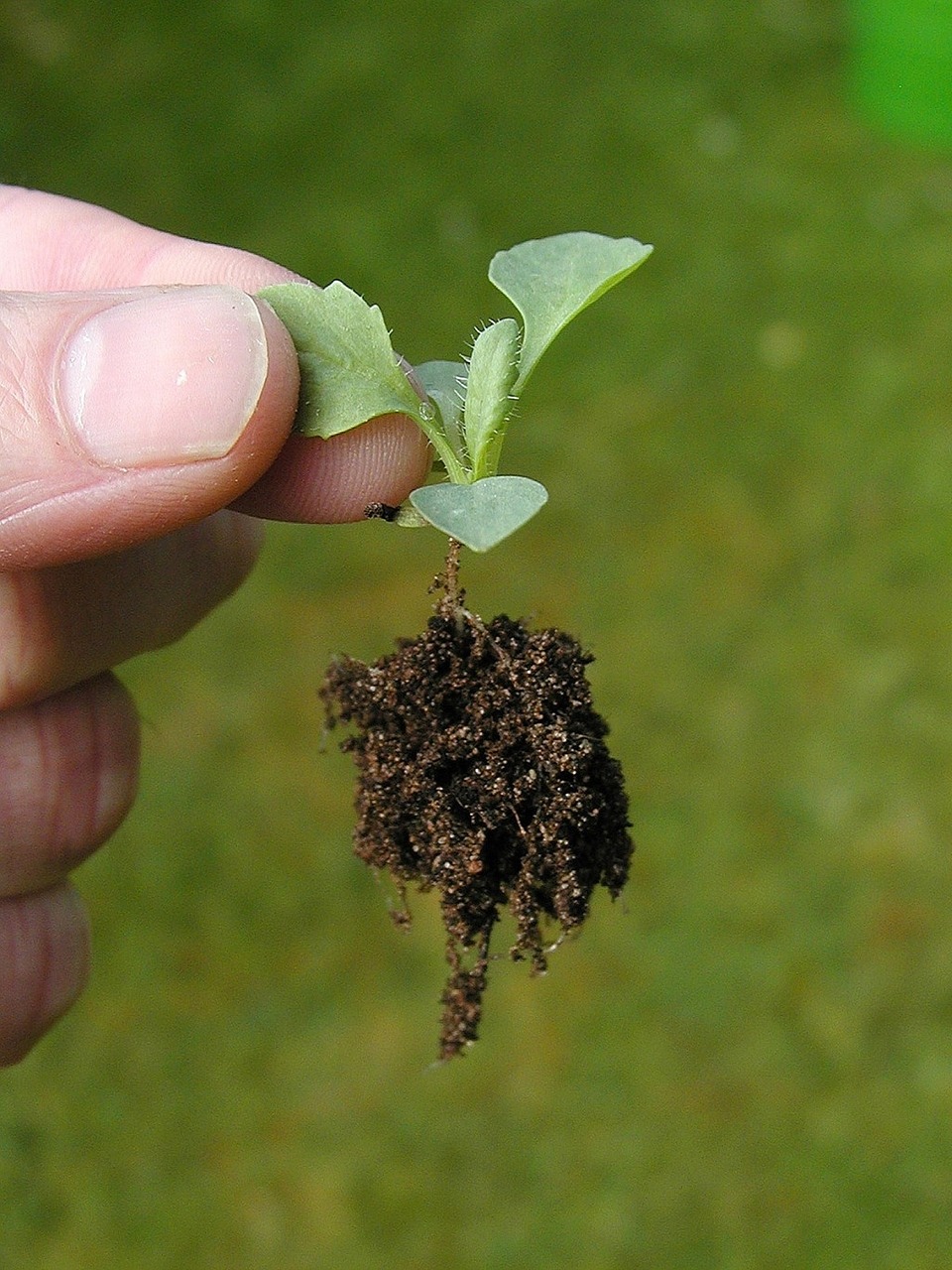 seedling seeds plants free photo