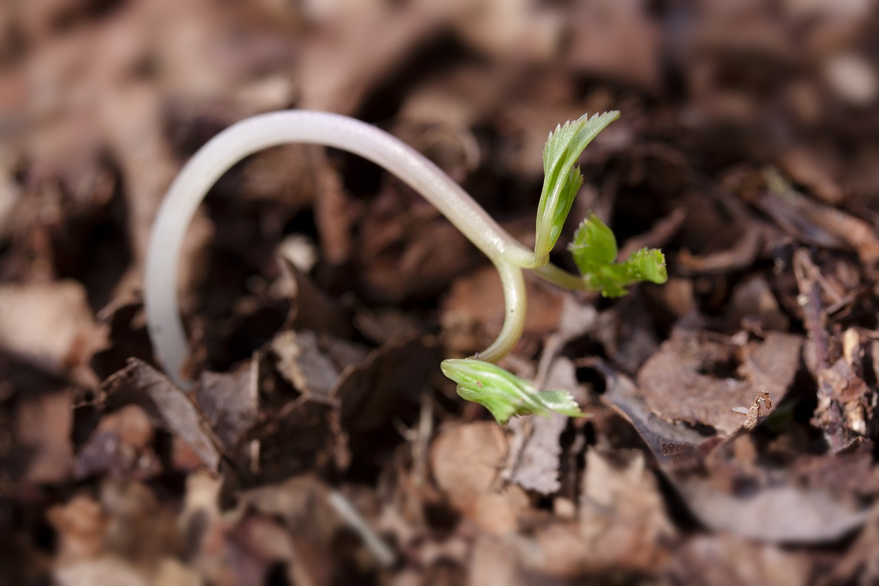 seedling germ leaves wildling free photo