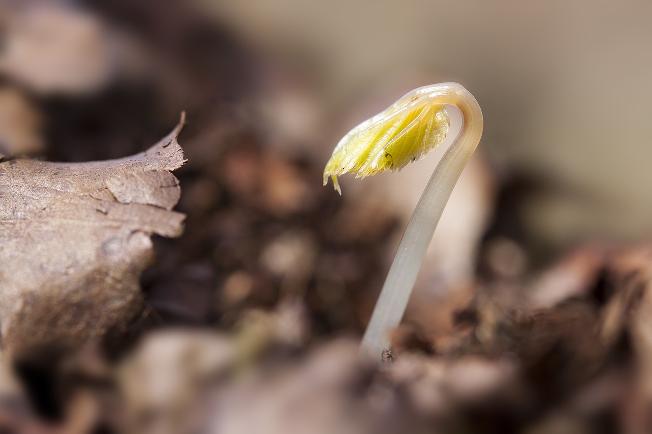 seedling germ leaves wildling free photo