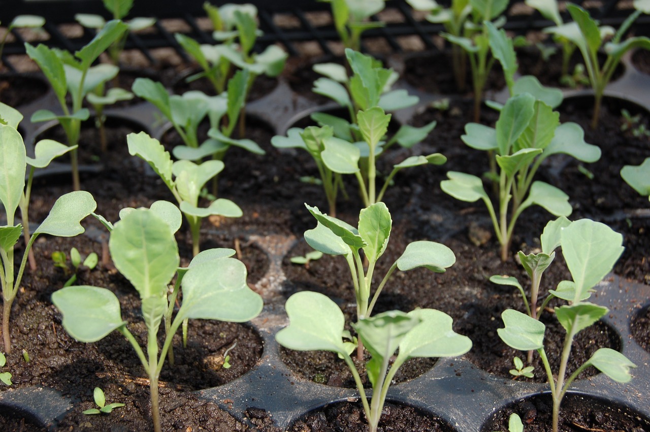 seedling cabbage why free photo