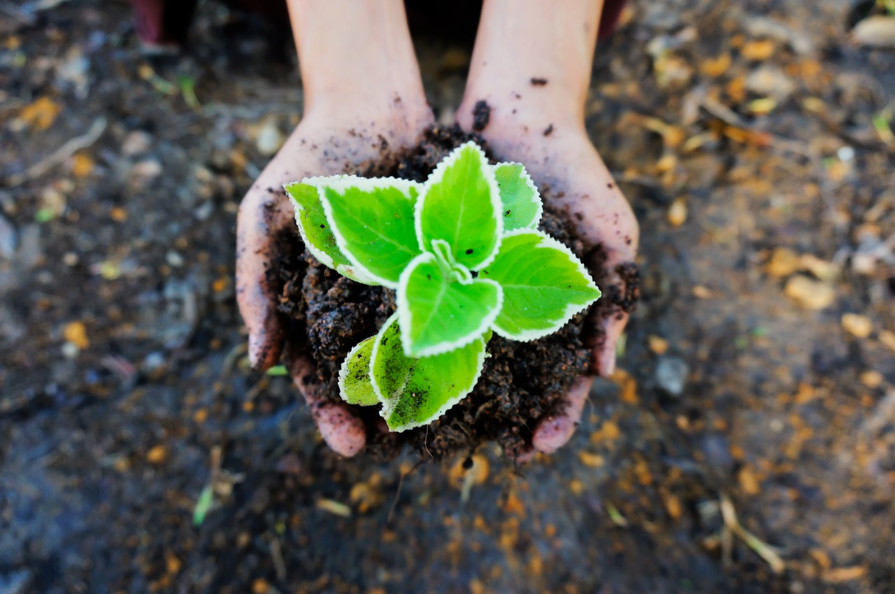 seedling soil green free photo