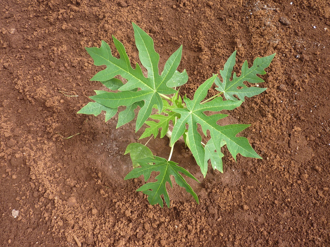 seedling papaya papaya leaves free photo