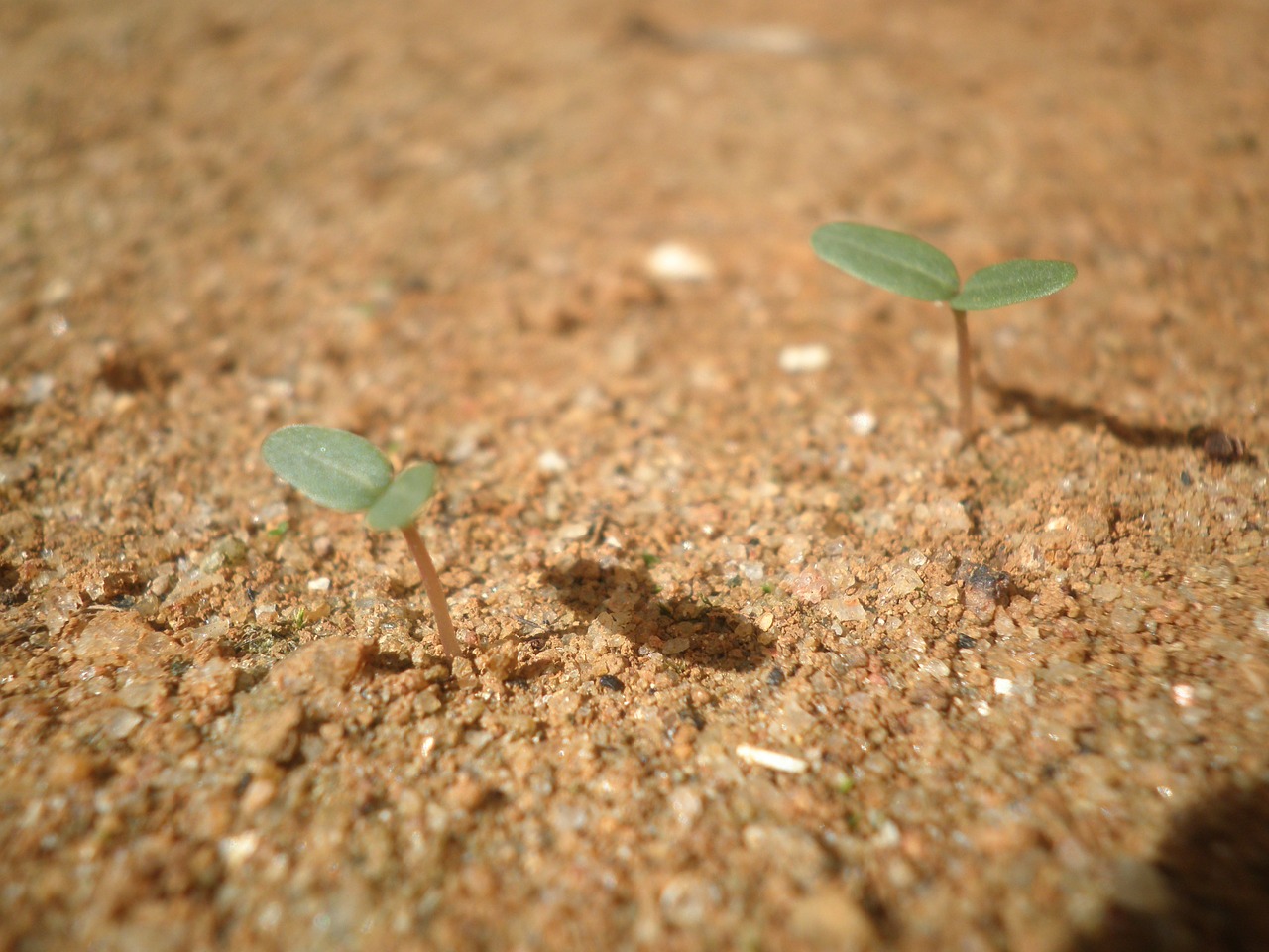 seedling plant growth free photo